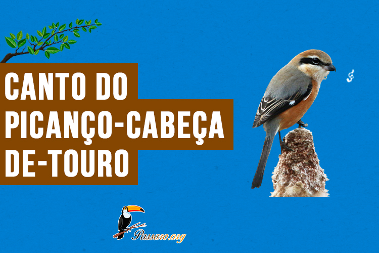 canto do picanco-cabeca-de-touro