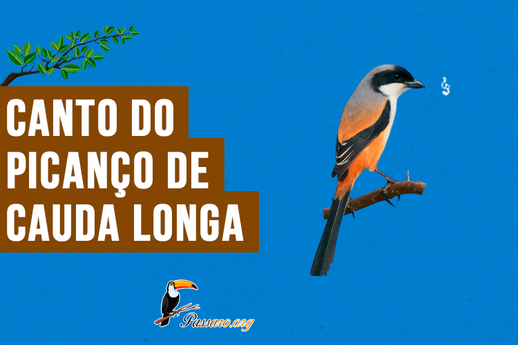 canto do picanco de cauda longa