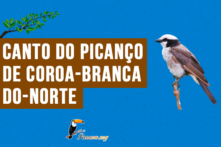 canto do picanco-de-coroa-branca-do-norte