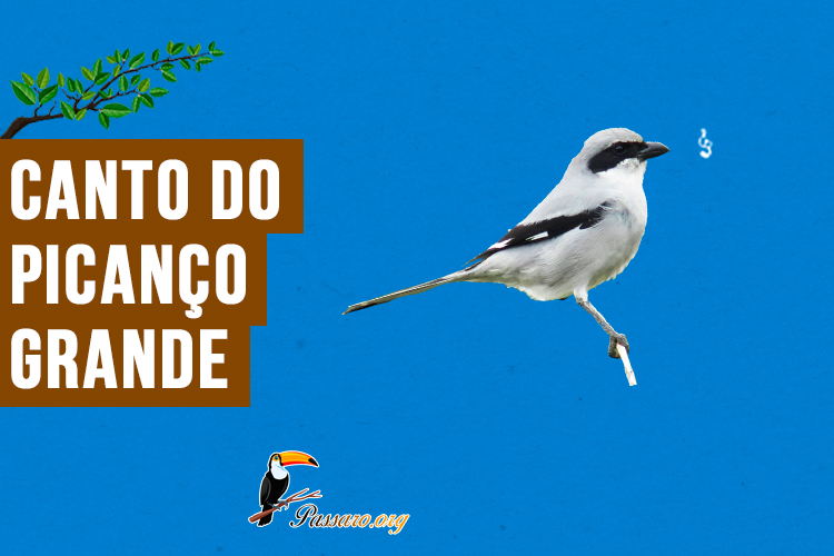 canto do picanco-grande