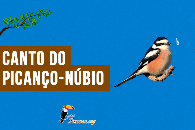 canto do picanco-nubio