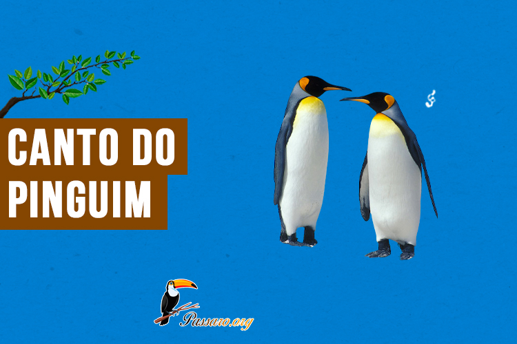 canto do pinguim