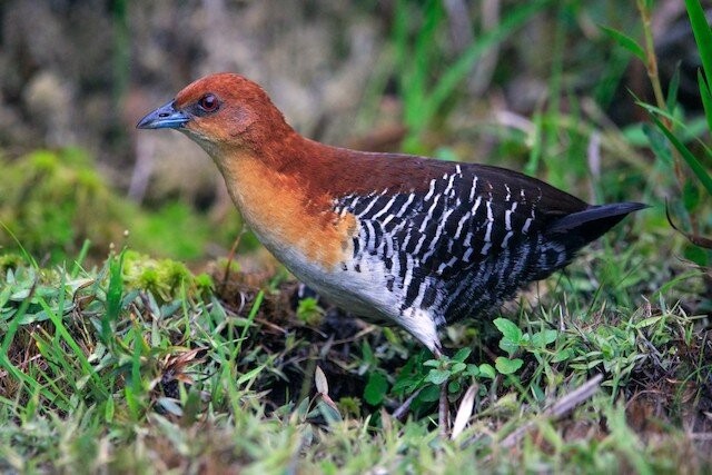 canto do sana-de-cara-ruiva