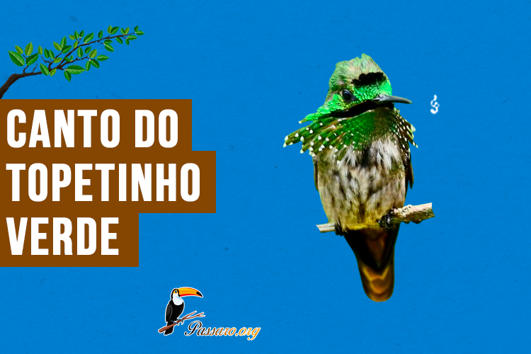 canto do topetinho-verde