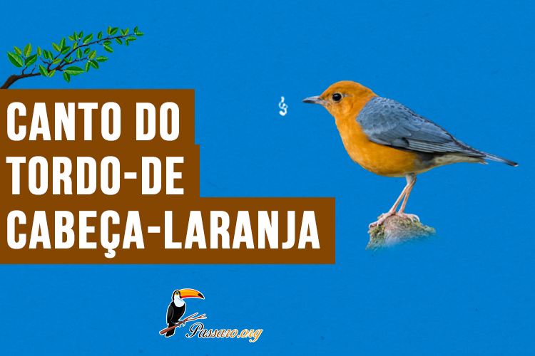 canto do tordo-de-cabeca-laranja