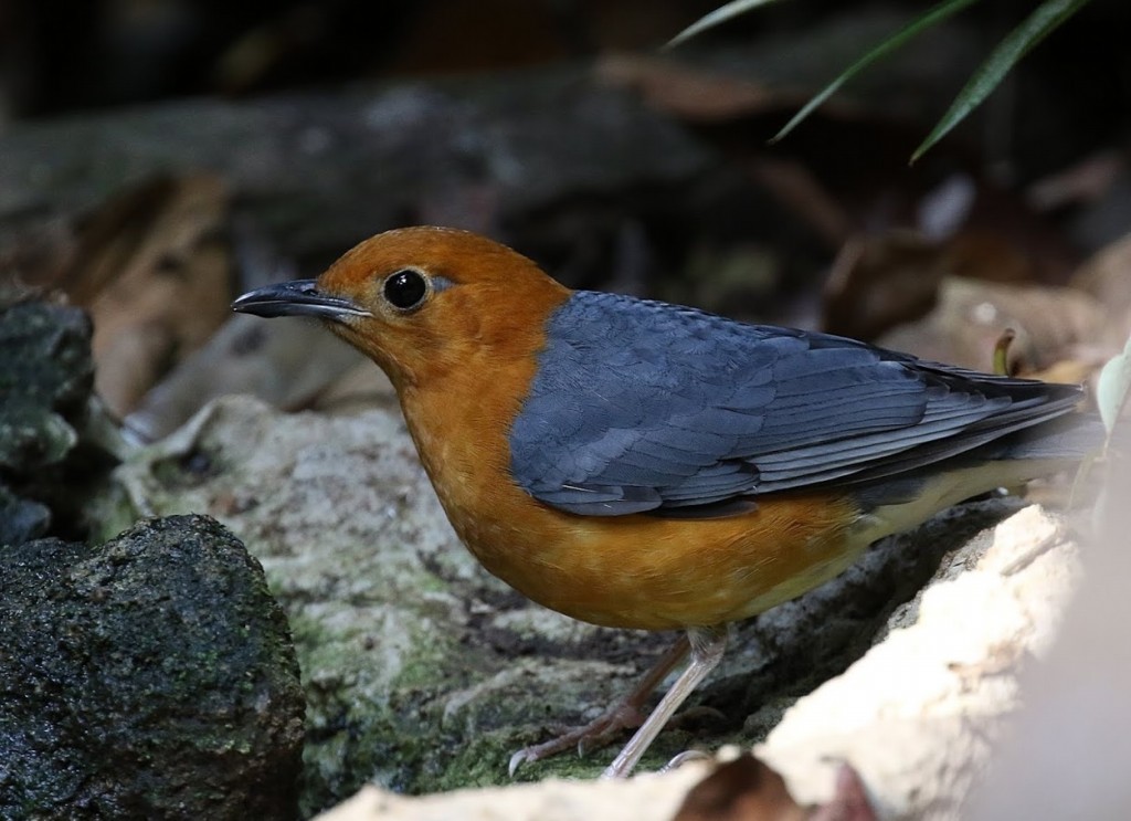 canto do tordo-de-cabeca-laranja