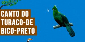 canto do turaco-de-bico-preto