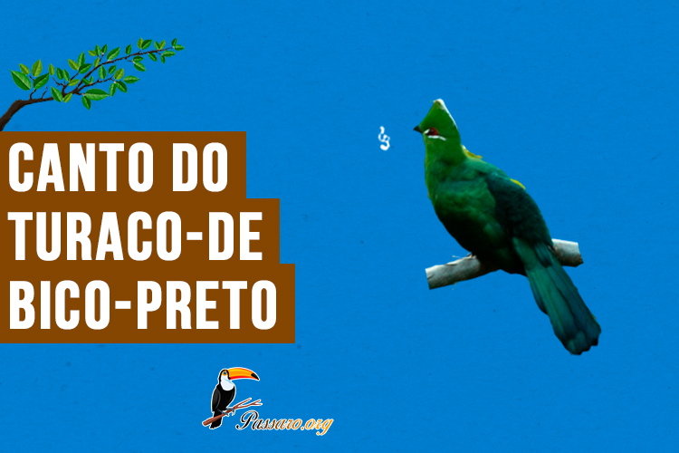 canto do turaco-de-bico-preto