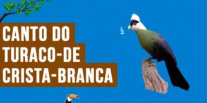 canto do turaco-de-crista-branca