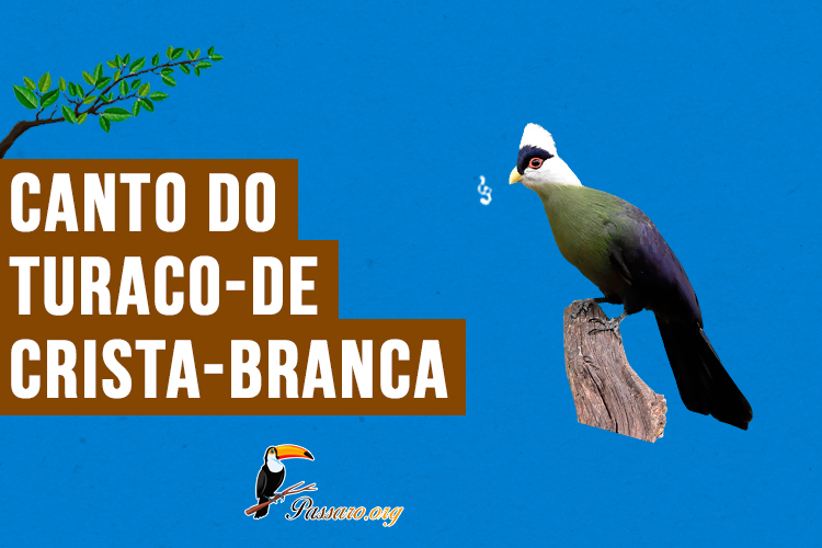 canto do turaco-de-crista-branca