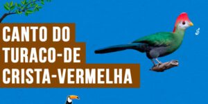 canto do turaco-de-crista-vermelha