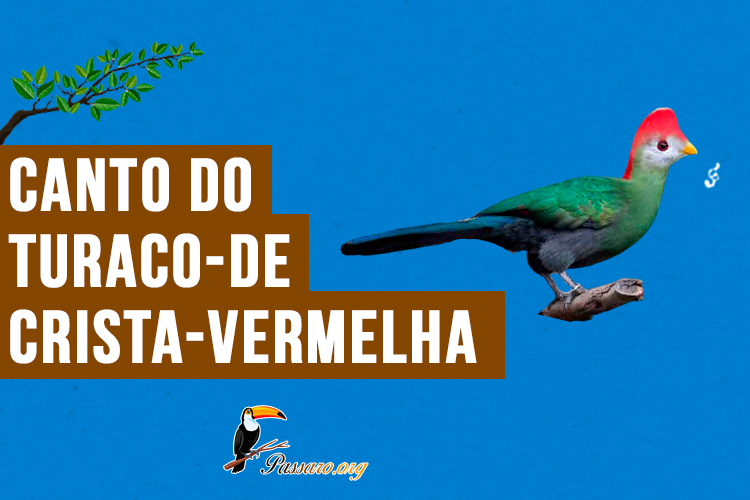 canto do turaco-de-crista-vermelha