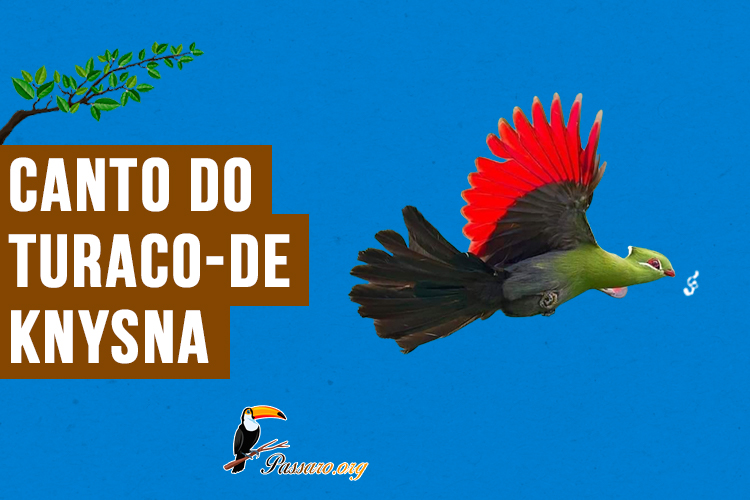 canto do turaco-de-knysna