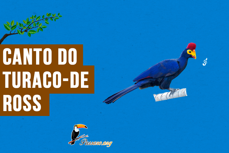 canto do turaco-de-ross