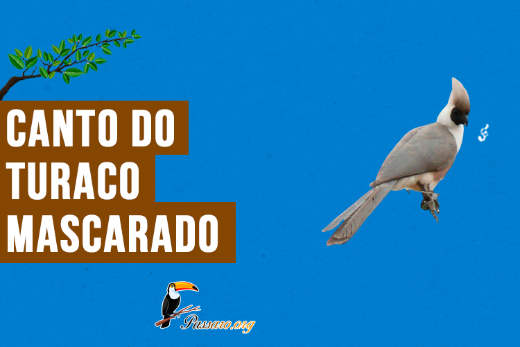 canto do turaco-mascarado