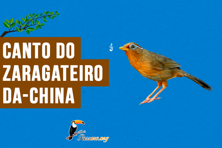 canto do zaragateiro-da-china