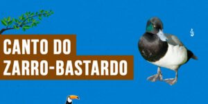 canto do zarro-bastardo