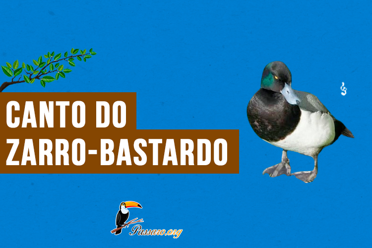 canto do zarro-bastardo