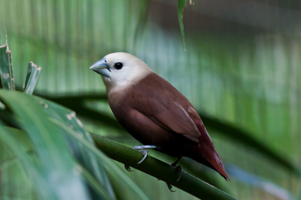 capuchinho-de-cabeca-branca