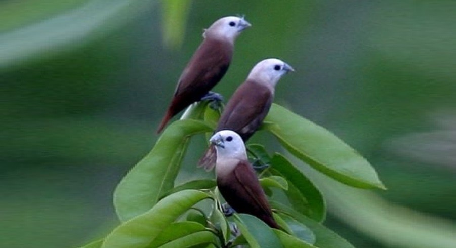 capuchinho-de-cabeca-branca