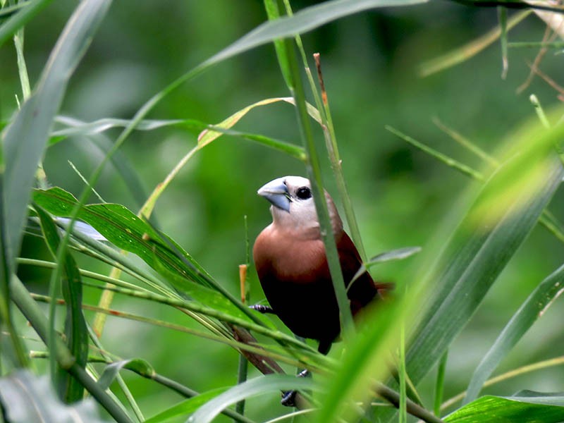 capuchinho-de-cabeca-branca