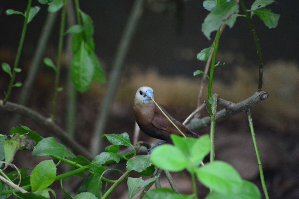 capuchinho-de-cabeca-branca