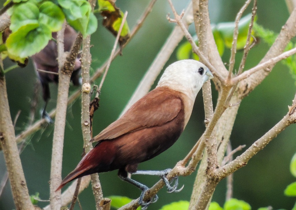 capuchinho-de-cabeca-branca