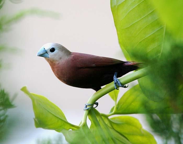 capuchinho-de-cabeca-branca