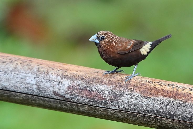 capuchinho-de-cabeca-listrada