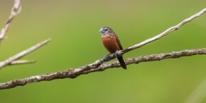 capuchinho-de-cabeca-listrada