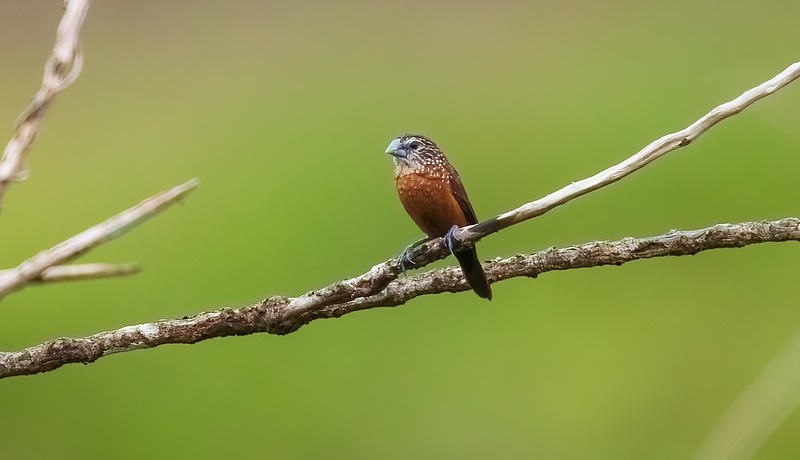 capuchinho-de-cabeca-listrada