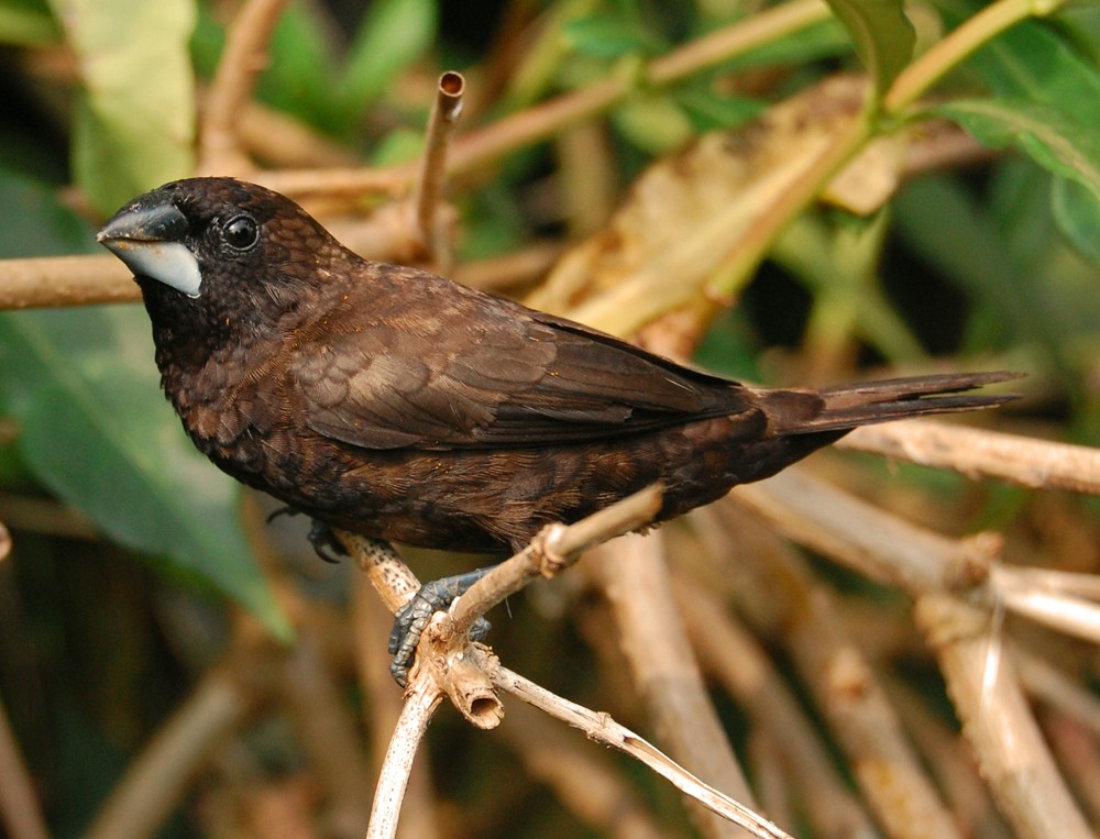 capuchinho-escuro