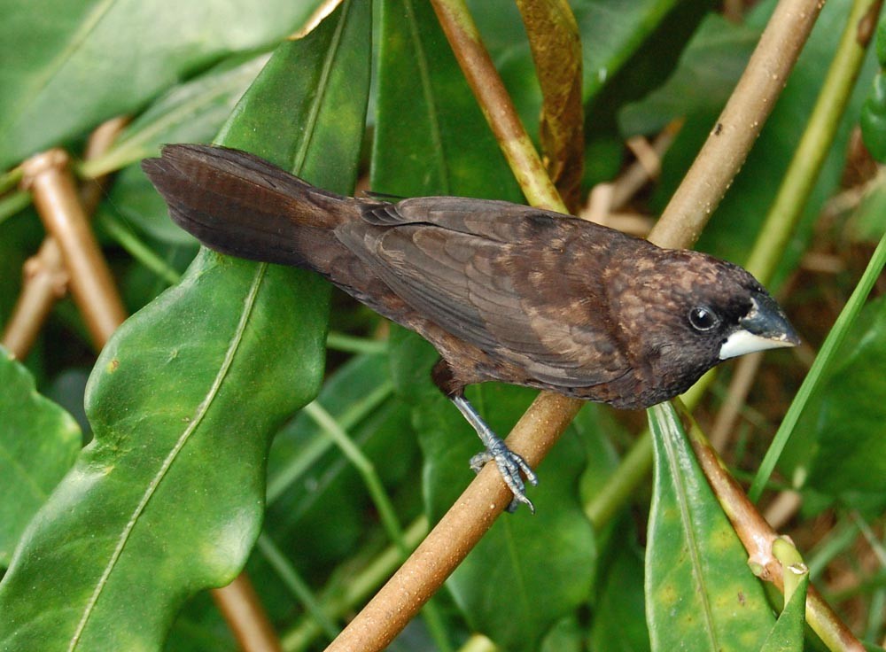 capuchinho-escuro