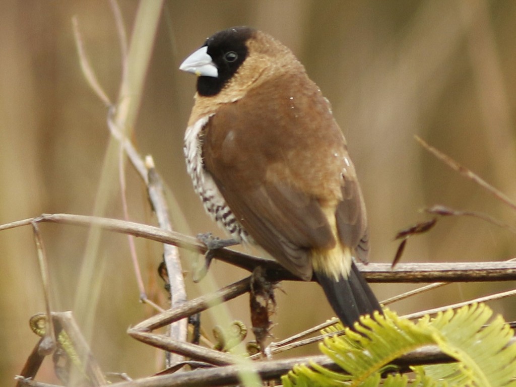 capuchinho-montes 