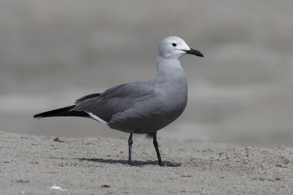 caracteristicas da gaivota-cinzenta