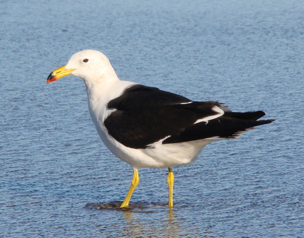 caracteristicas da gaivota-de-rabo-preta