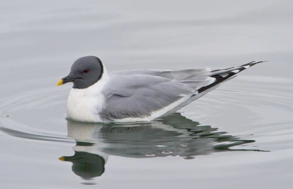 caracteristicas da gaivota de sabine