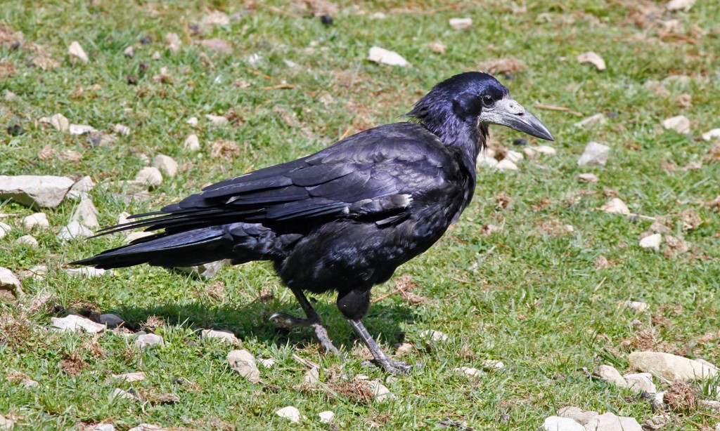 características da gralha-calva