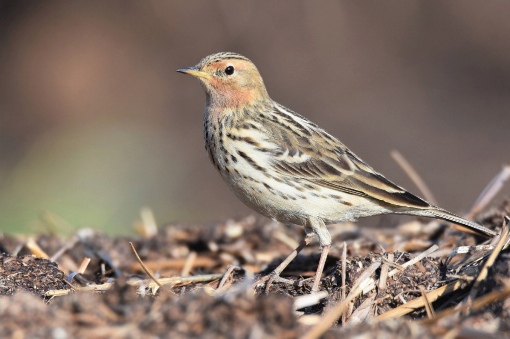 características da petinha-de-garganta-ruiva