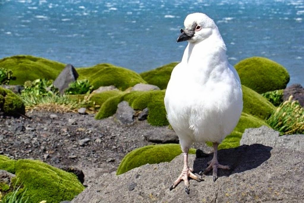 caracteristicas da pomba-antartica-de-cara-preta