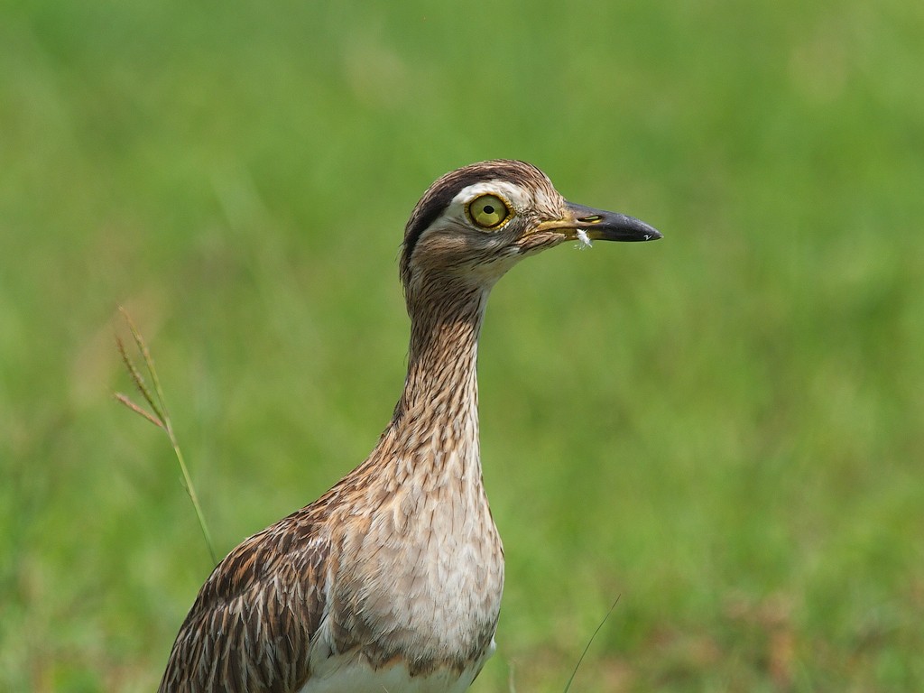 características da teu-teu-da-savana