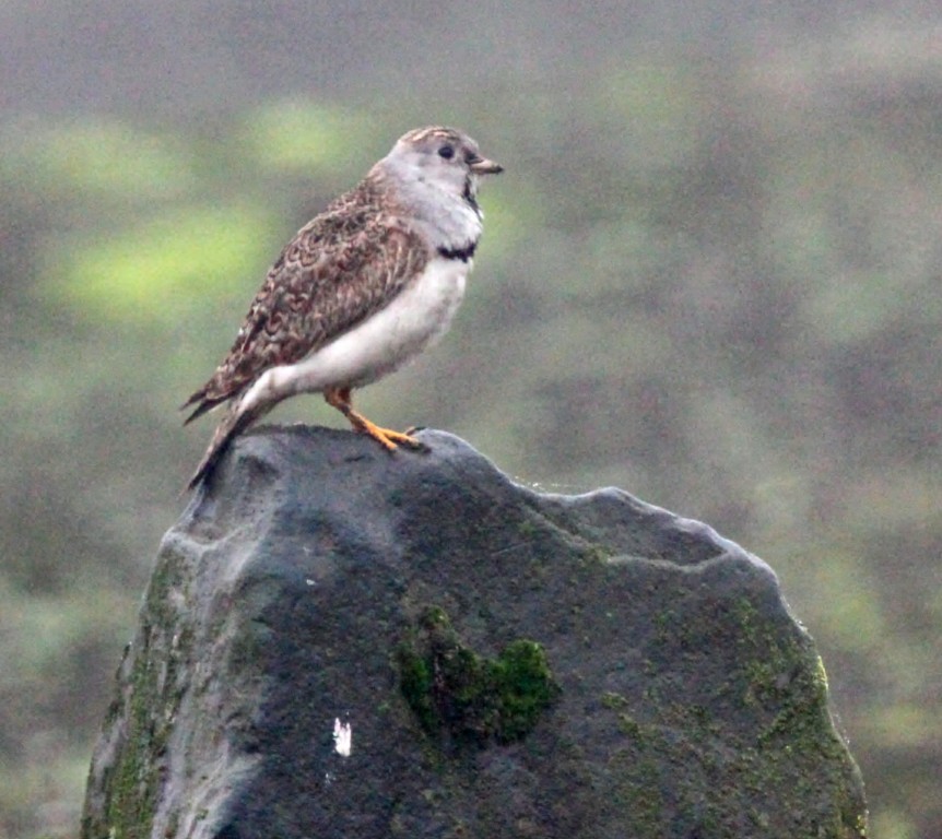 caracteristicas do agachadeira-mirim