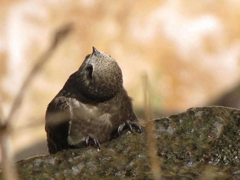 caracteristicas do andorinhao-velho-da-cascata