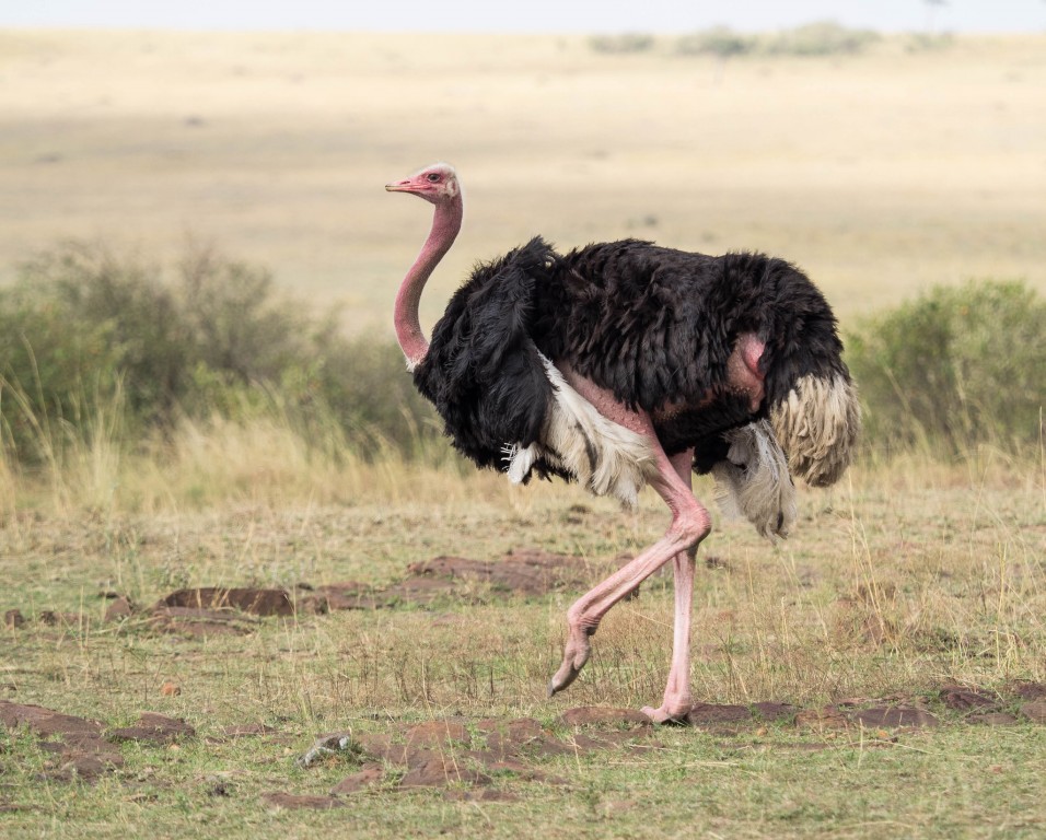 características do avestruz masai