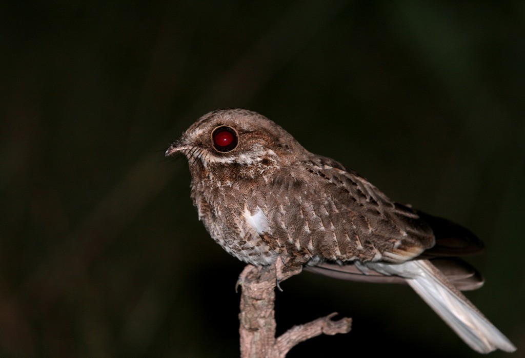 caracteristicas do bacurau-de-rabo-branco