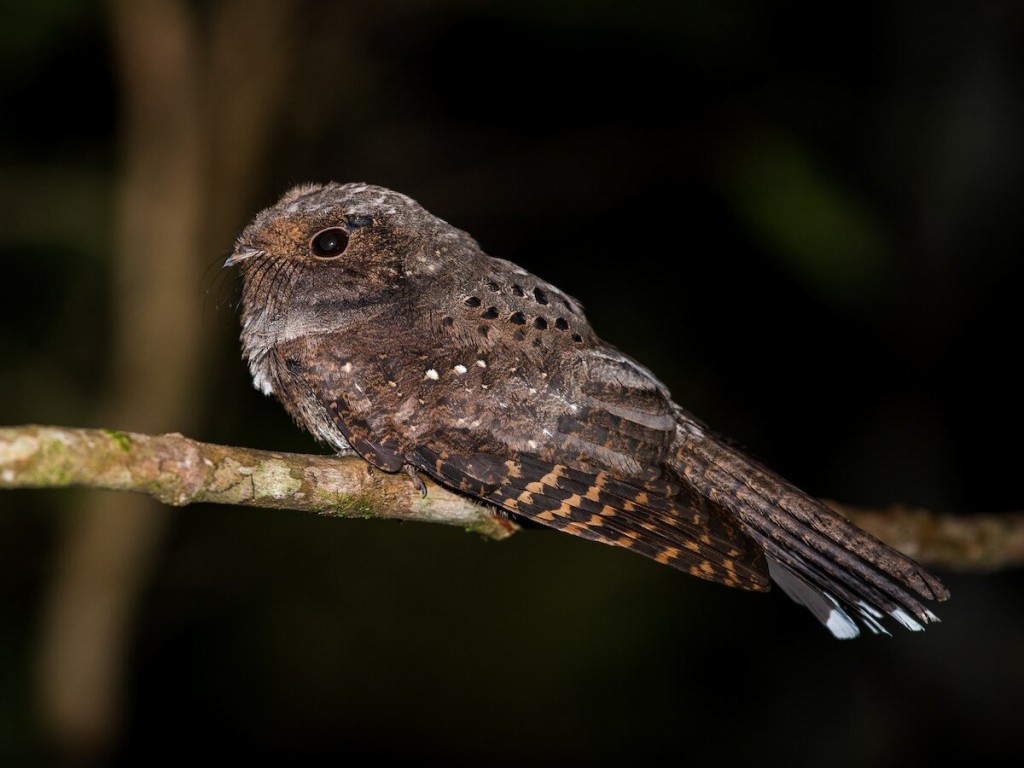 caracteristicas do bacurau-ocelado