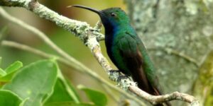 caracteristicas do beija-flor de-veste-preta