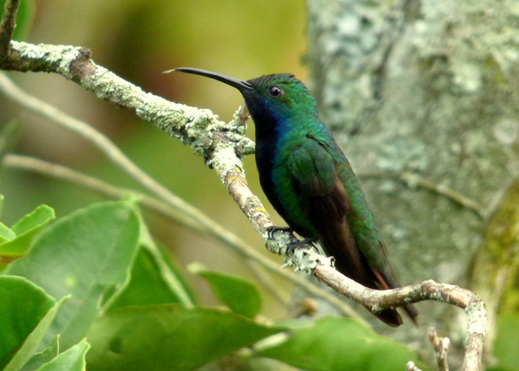 caracteristicas do beija-flor de-veste-preta