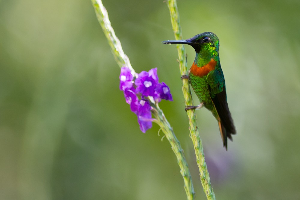 caracteristicas do beija-flor-estrela