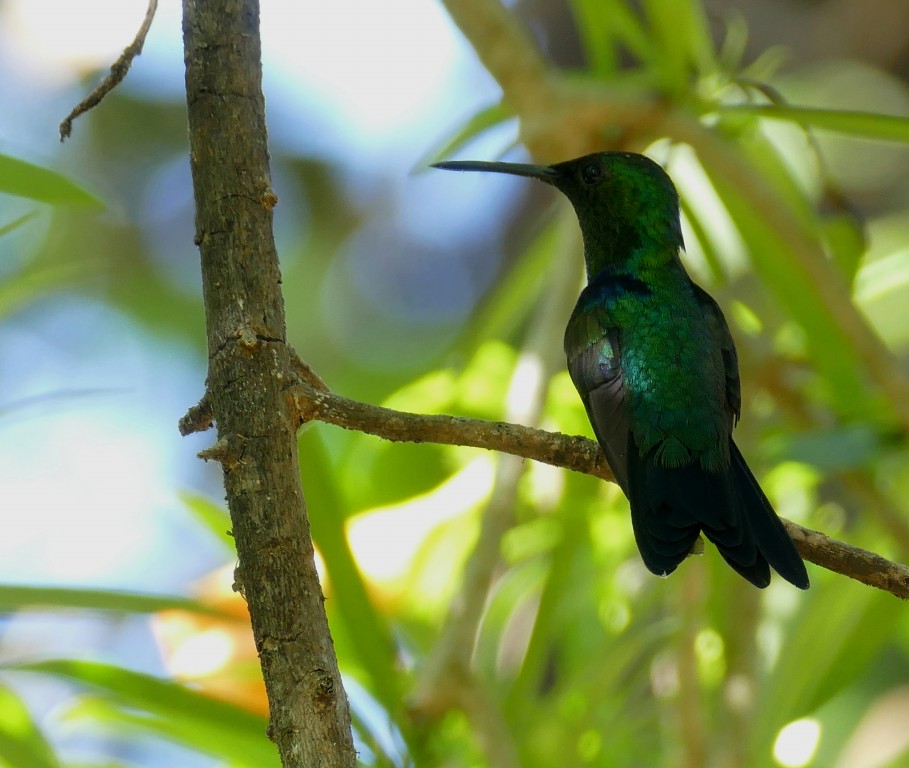 caracteristicas do beija-flor-tesoura-verde